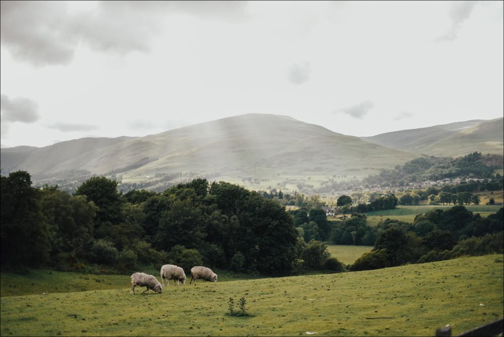 Sheep On A Hill I Plakat
