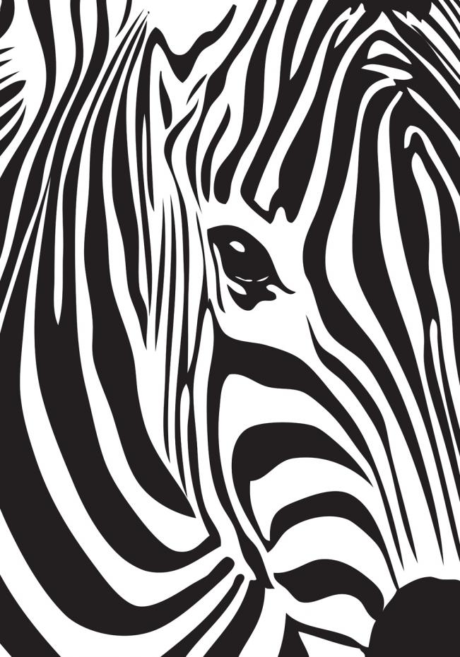 Zebra Plakat