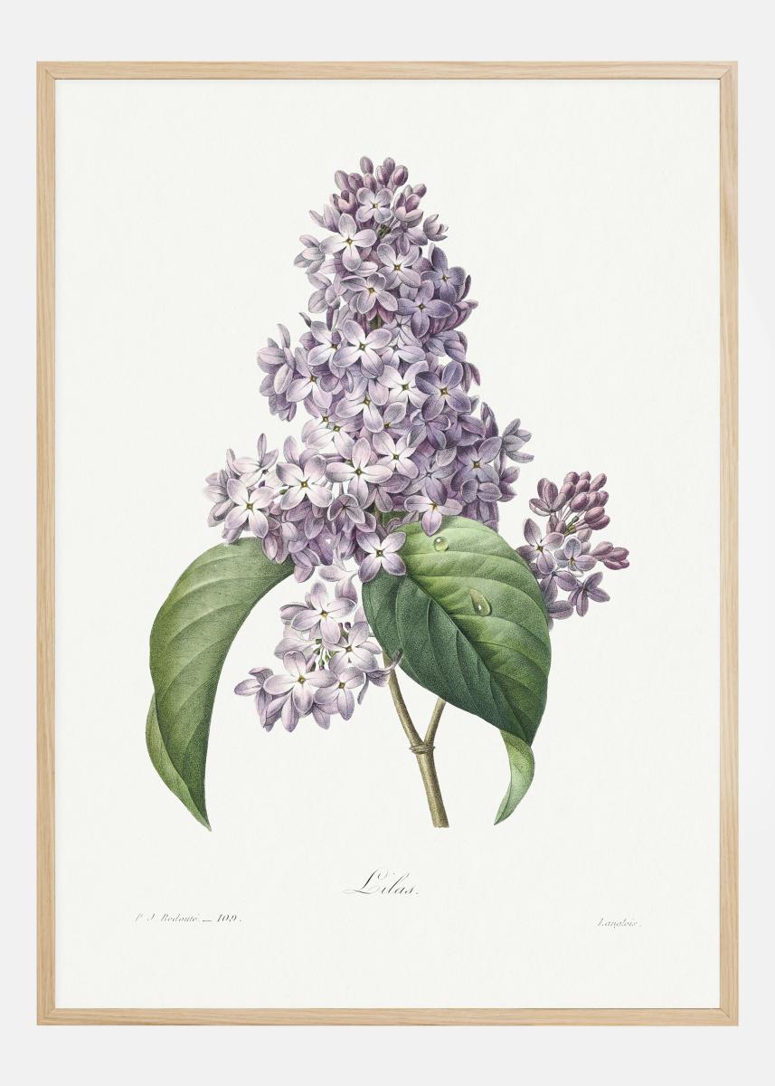 Lilac Flower Plakat