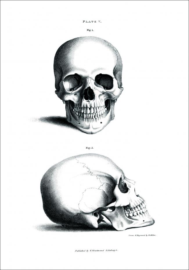 Skull 1880 - Plakat