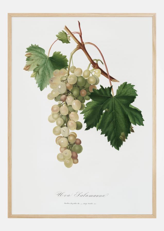 Grapes I Plakat
