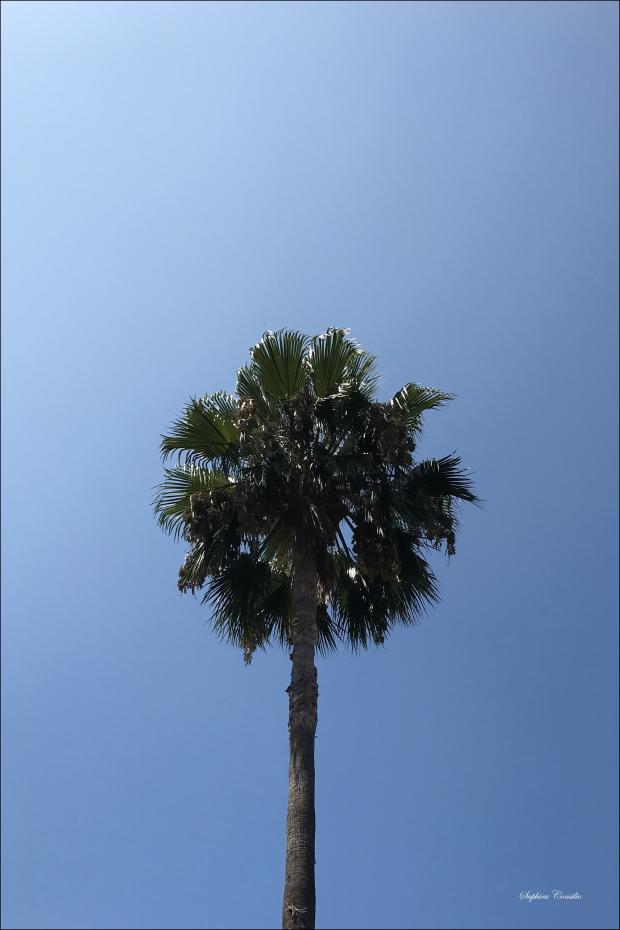 LA Palm Tree Plakat