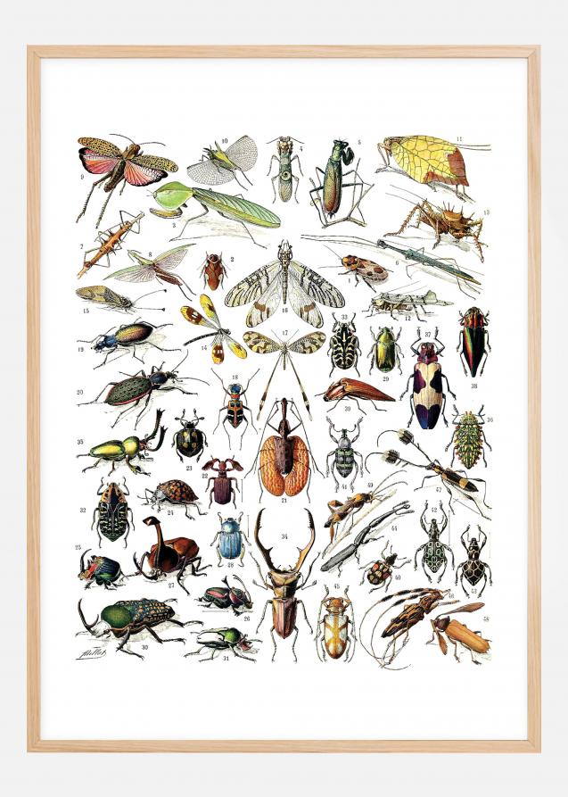 Insekter II - Plakat