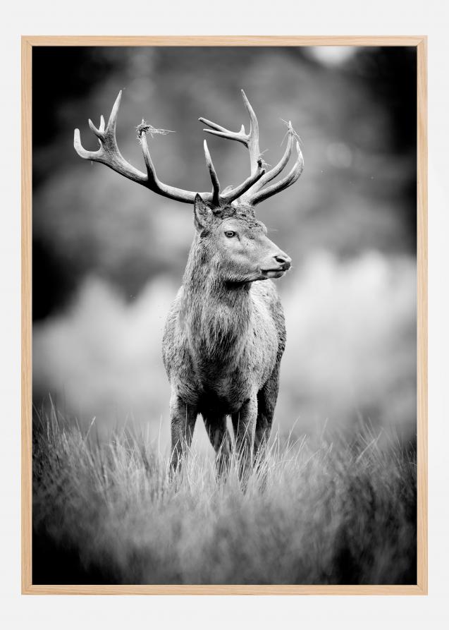 Deer With Horns Plakat