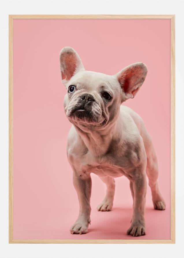 French bulldog puppy Plakat