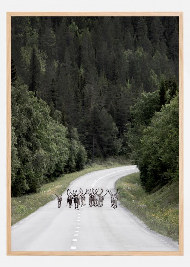 Reindeer road Plakat