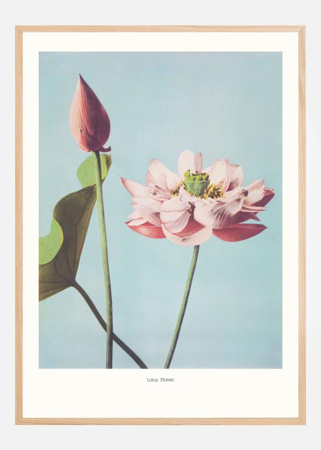Lotus Flowers Plakat