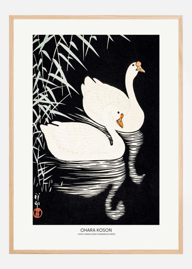 White Chinese Geese Swimming by Reeds Plakat