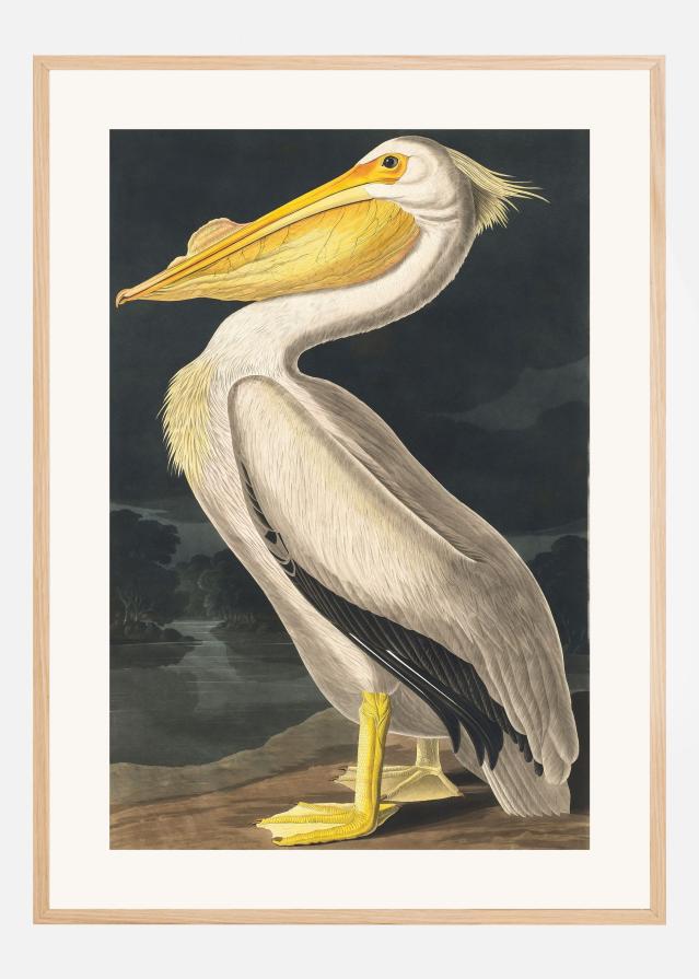 American White Pelican From Birds of America (1827) Plakat