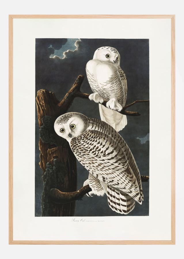 Snowy Owl From Birds of America (1827) Plakat