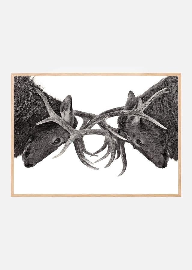 Eye to Eye - Elk fight Plakat