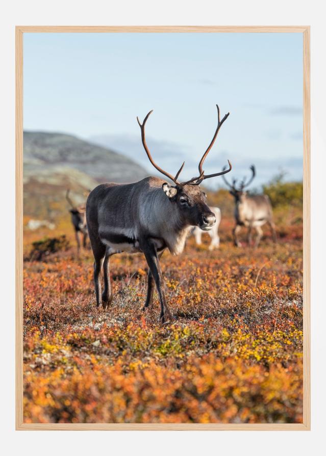 Autumn majesty Plakat