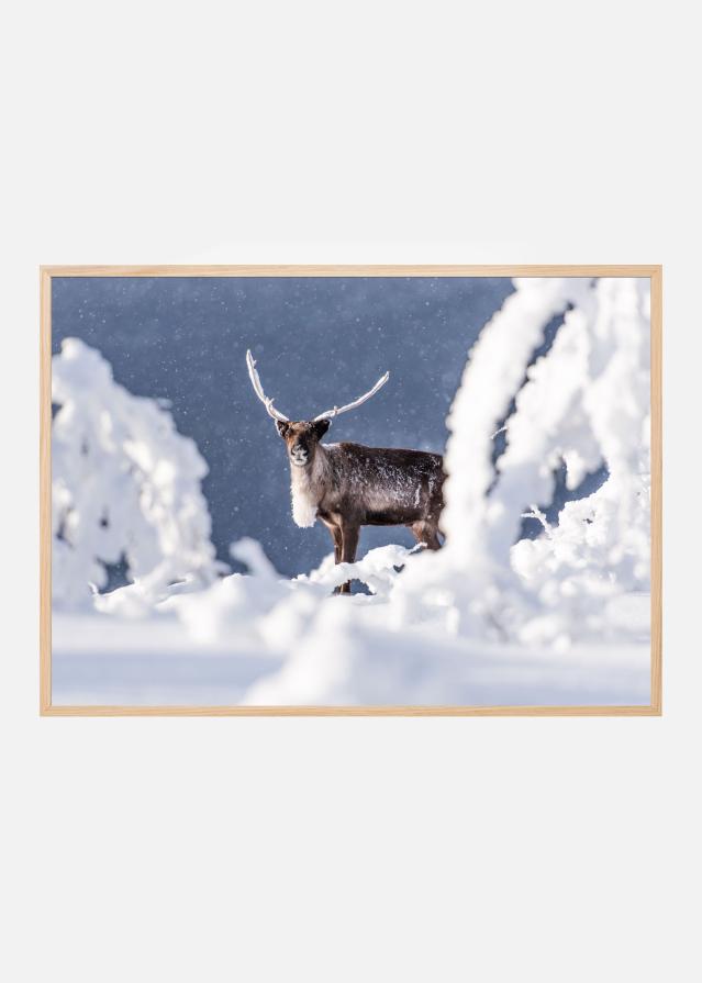Reindeer in the frostlight Plakat