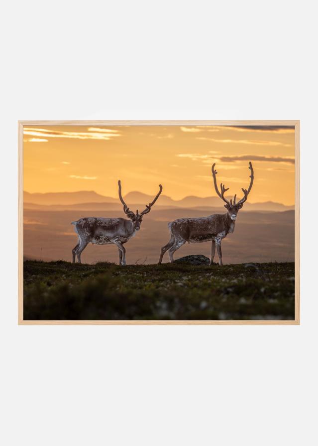 Reindeers at sunset peaks Plakat