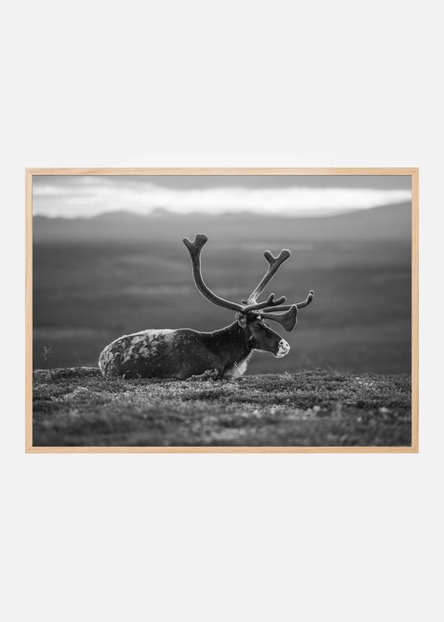 Resting reindeer Plakat