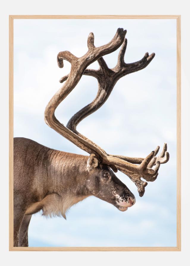 Majesty of the north Plakat