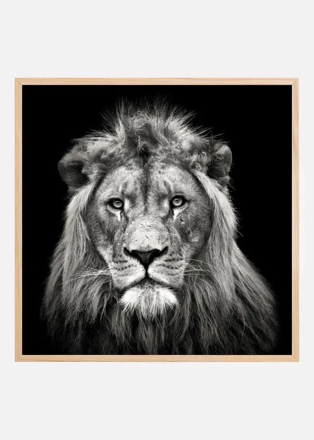 Young Male Lion Plakat