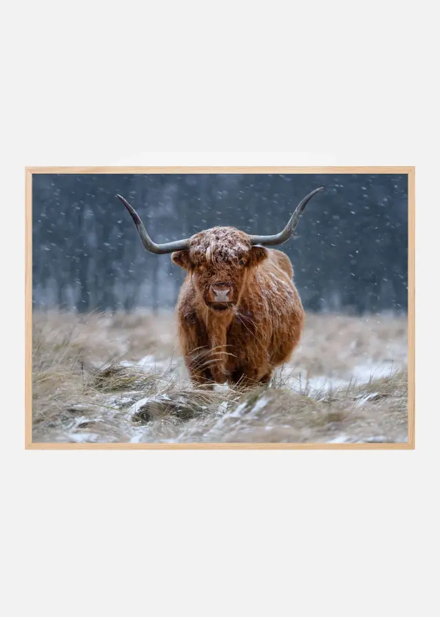 Snowy Highland cow Plakat