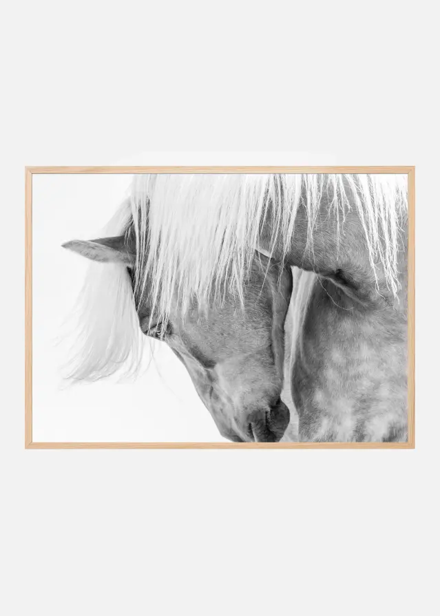 Halflinger Portrait Plakat