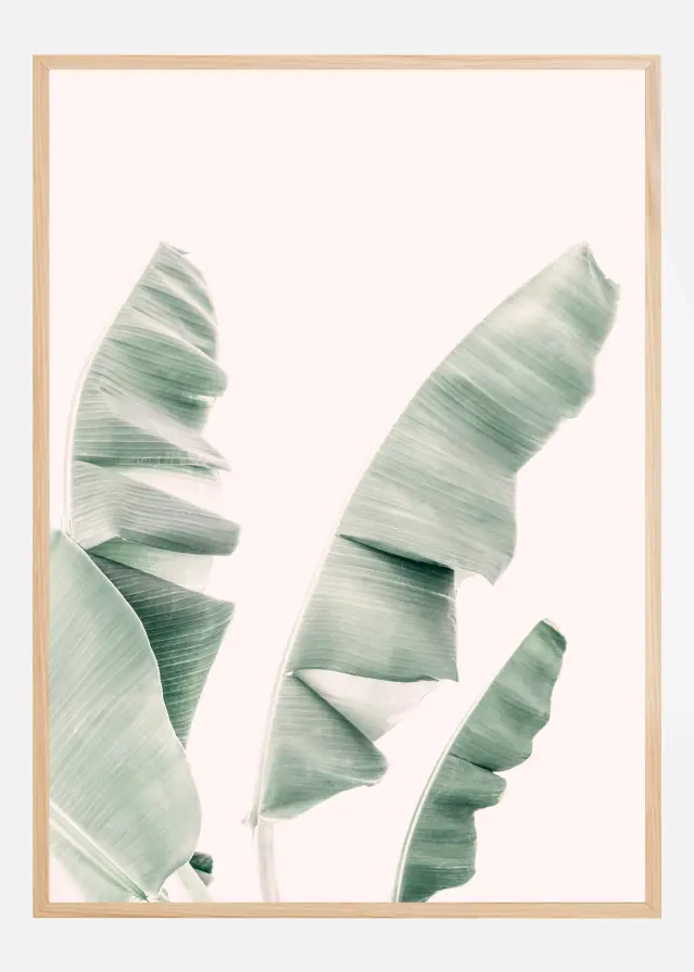 Blush Banana Leaves Plakat