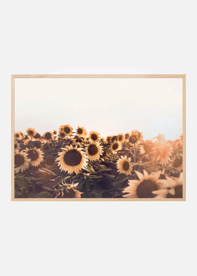 Sunflowers Plakat
