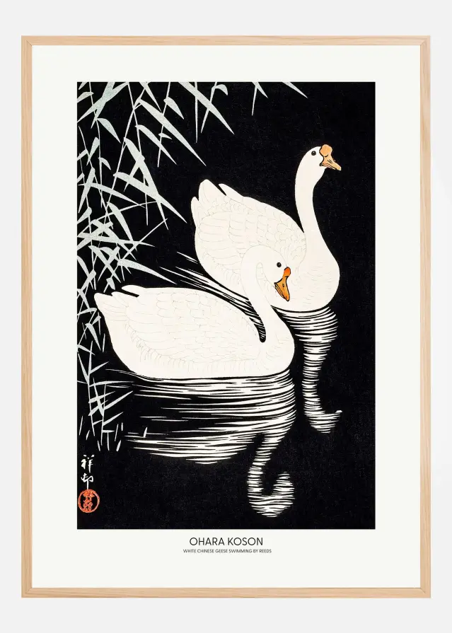 White Chinese Geese Swimming by Reeds Plakat