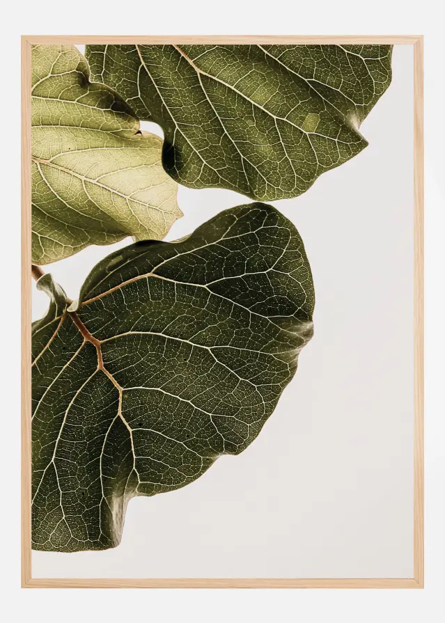 Abutifolia No1 Plakat