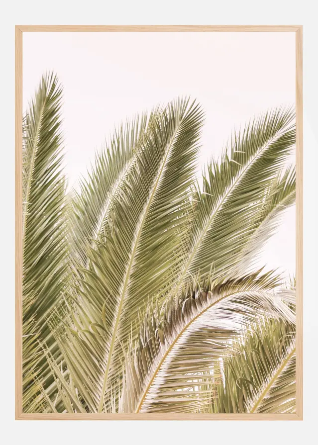 Oasis Palm 01 Oa 01 Plakat