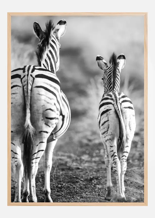 Striped Horse Back Side Plakat