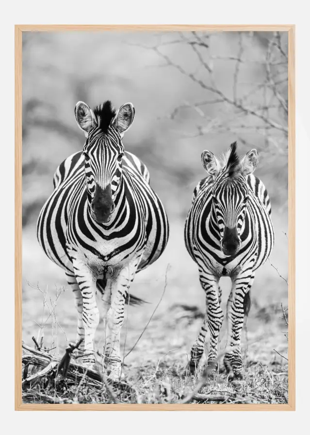 Striped Horse Front On Plakat