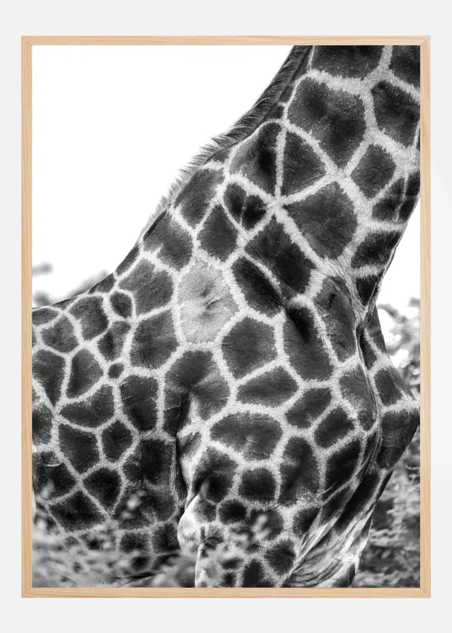 Super Safari No3 Plakat