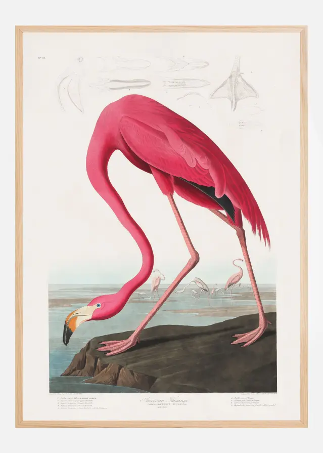 Pink Flamingo From Birds of America (1827) Plakat