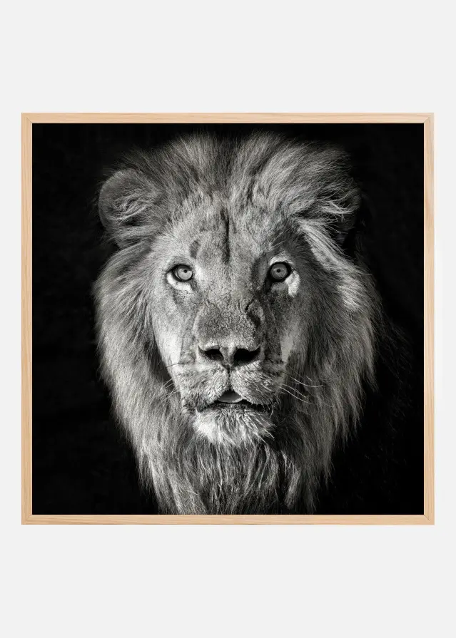 Lion Portrait- Panthera Leo Plakat