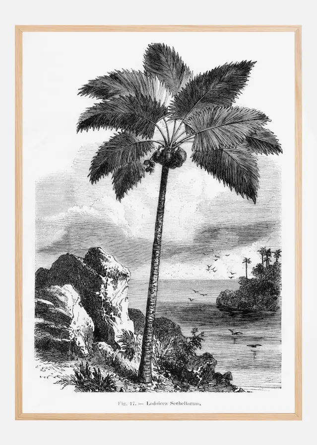 Vintage Palm Tree Drawing I Plakat