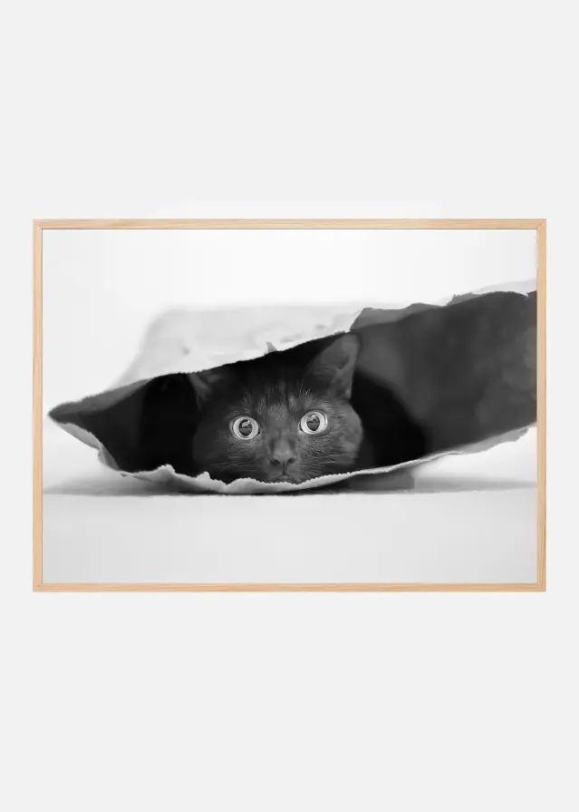 Cat in a bag Plakat