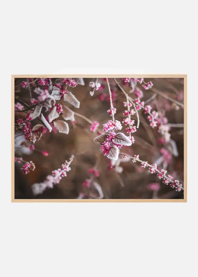 Blomst Nærbilde Plakat