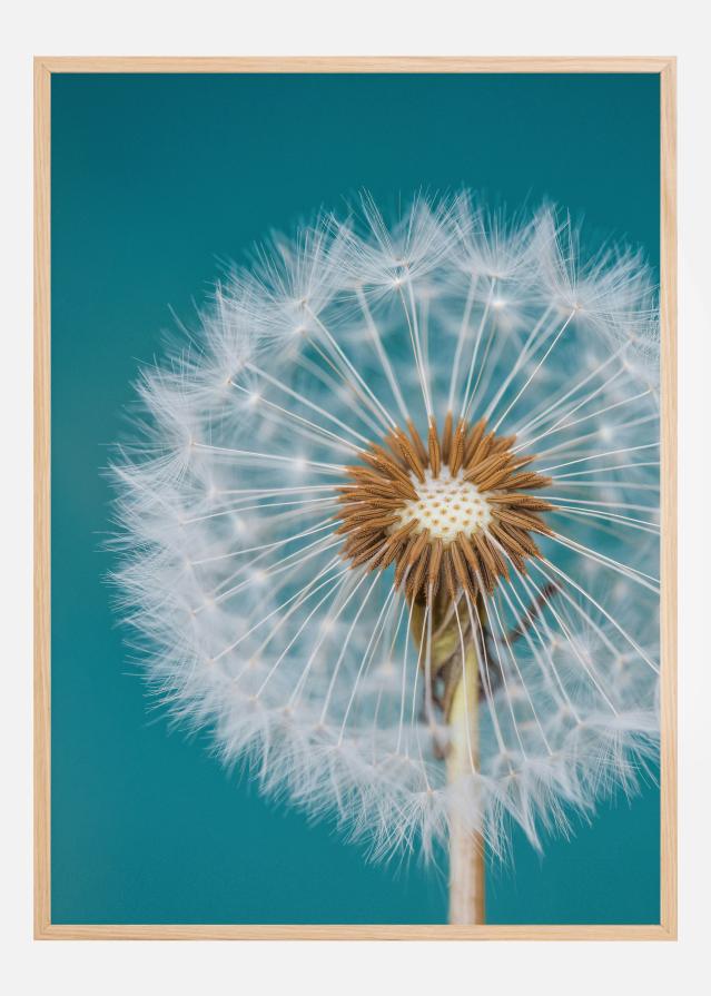 Dandelion Macro Sky Plakat