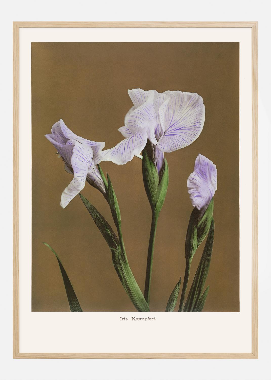 Product Image for Iris Kabmpferi no2 Plakat (21x29.7 cm (A4))