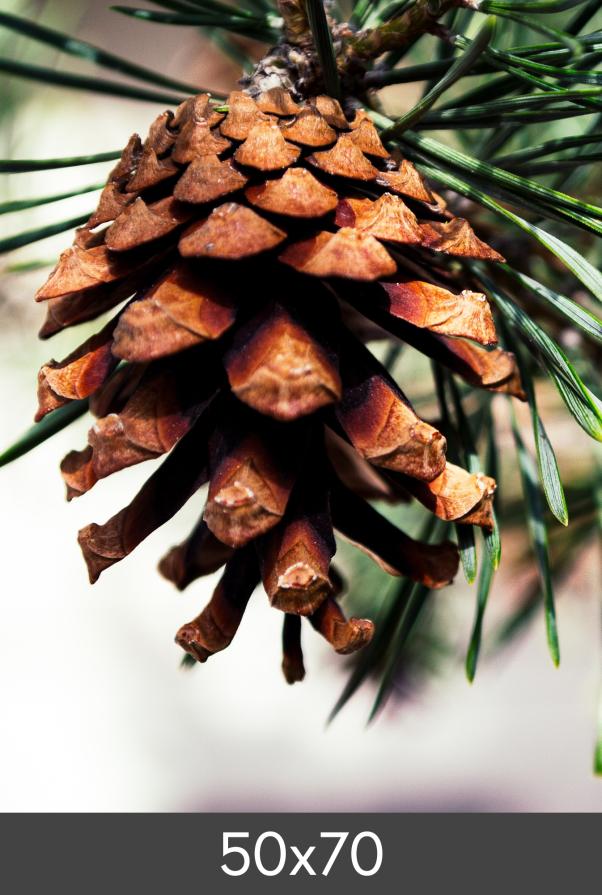 Forstørrelse FineArt Bamboo 290 g