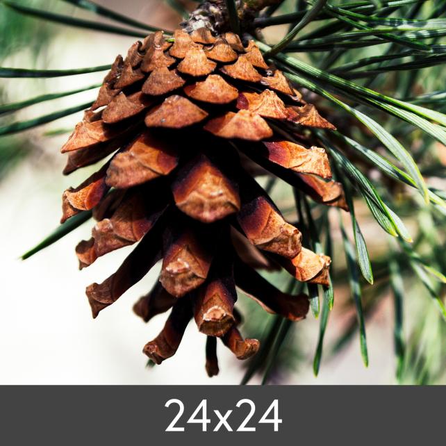 Forstørrelse FineArt Bamboo 290 g