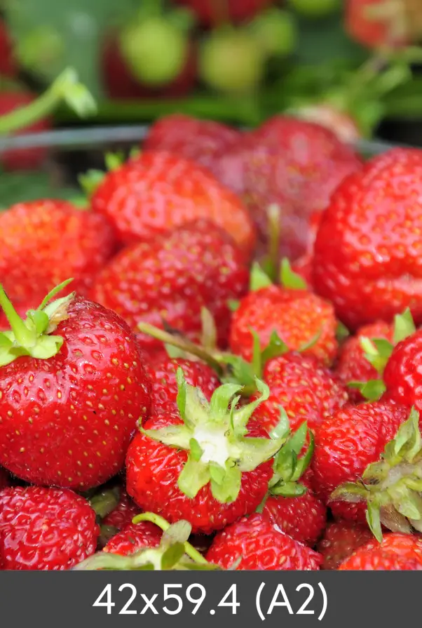 Forstørrelse FineArt Photo Glossy 290 g