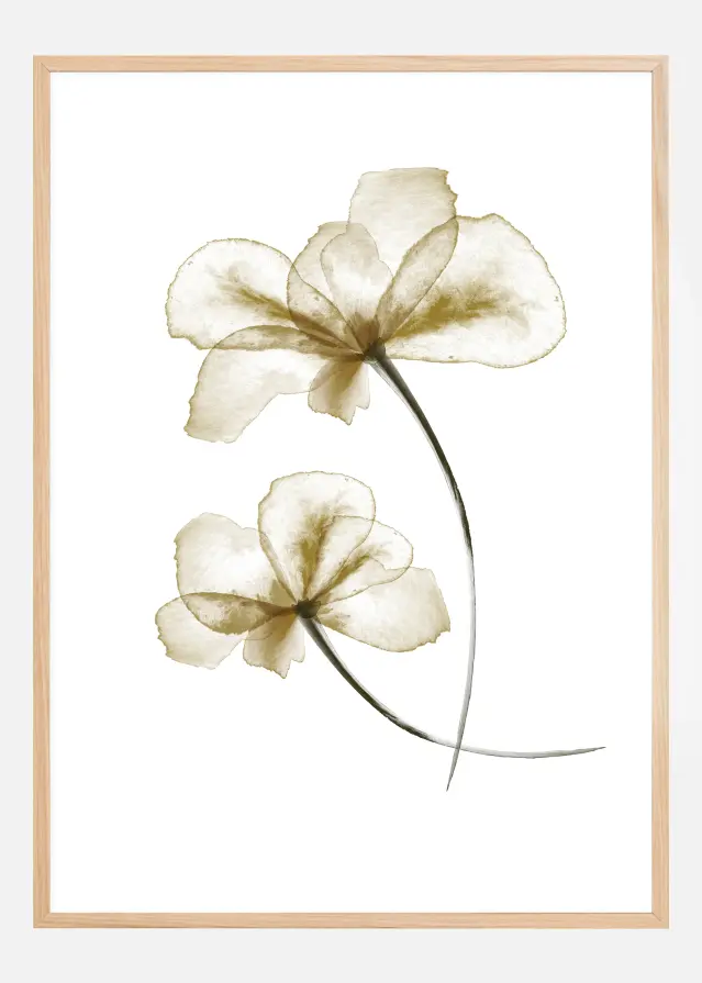 Pressed Flowers Plakat