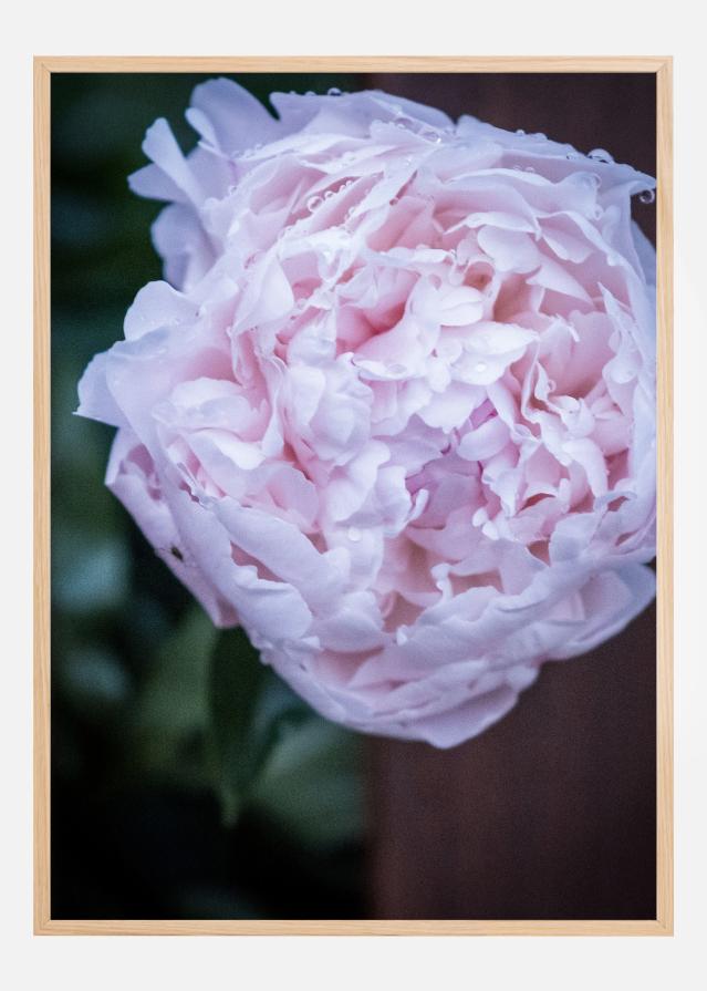 Peony I Plakat