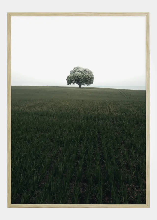 The lonely oak tree Plakat