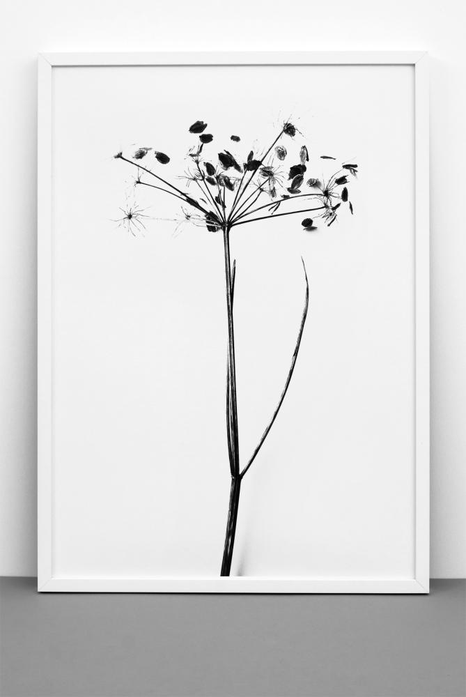 One Must Dash - I do I do I do - 50x70 cm