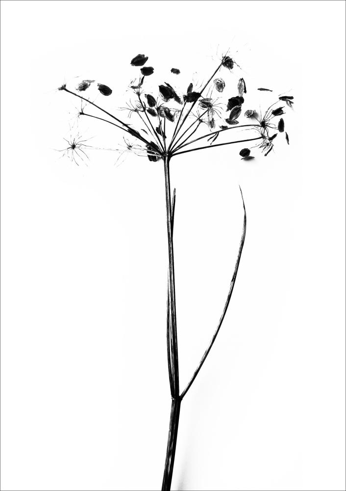 One Must Dash - I do I do I do - 50x70 cm