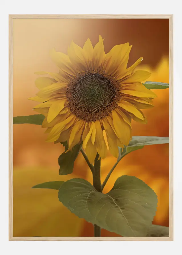 Sunflower Plakat