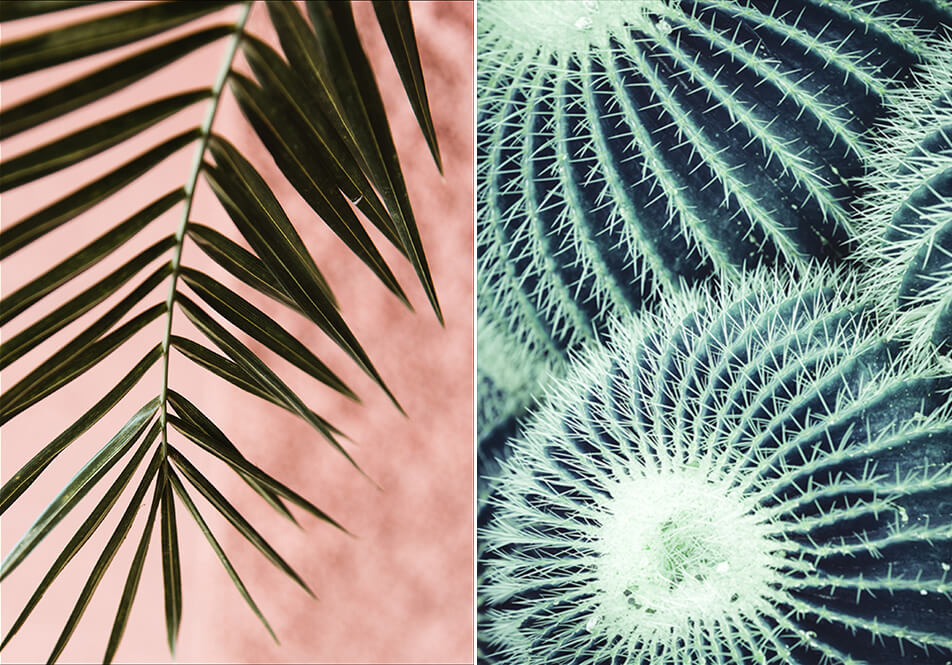 Poster med palmeblader - poster med kaktus
